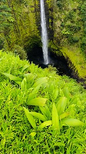 8.5K views · 282 reactions |  Akaka Falls: 442 feet of cascading water, surrounded by birdsong, mist, and pure tropical beauty. #waterfall #hawaii #naturelovers #naturephotography #aloha | Spirit of Hawaii | Facebook