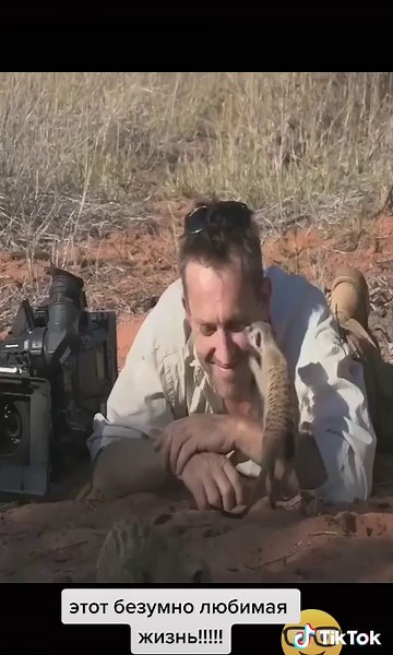 Meerkats in Their Natural Habitat: Alert and Observant