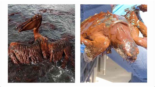This is the hidden environmental impact of the oil spill