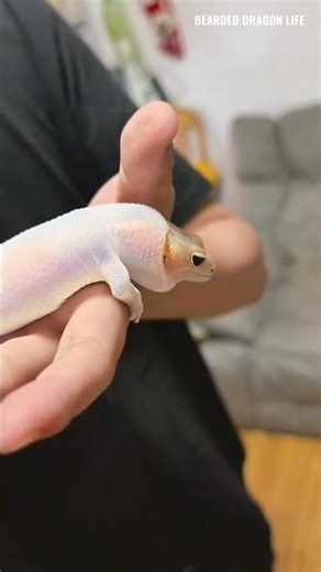 Leopard Gecko Shedding Trick: Skin Like a Balloon 🎈#leopardgecko #sheddingtrick #lizard #iguana