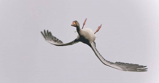 Photographer Catches Goose Flying Upside Down
