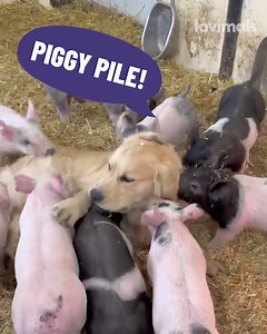 551K views · 4.6K reactions | He loves hanging out with his friends 凉 | Lovimals | Facebook