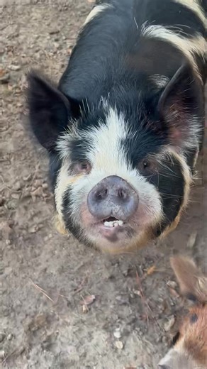 #farmlifeisthebestlife #FarmMoments #farmlifebestlife #farm #pigs #farmlife #farmmom | Cardinal Acres Farm