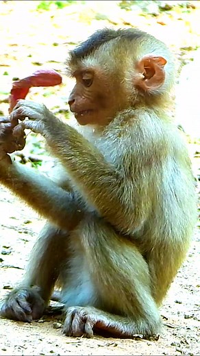 Sadnest abandoned monkey | Monkey Magic