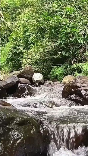 Flowing River with Soft Bird Chirping | Calm Forest Nature Sounds for Sleeping & Relaxation.4K