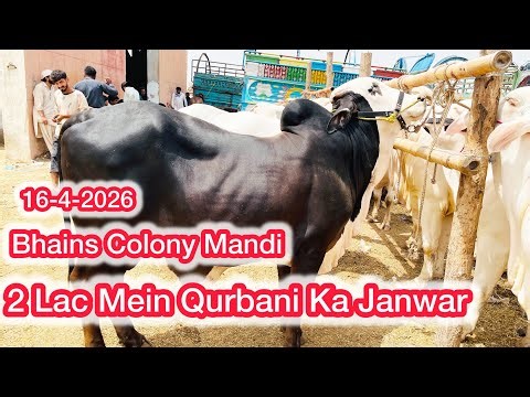 2 Lac Mein Qurbani Ka Janwar 16-4-2026 | Bhains Colony Karachi Cow Mandi Rates Updates 2026