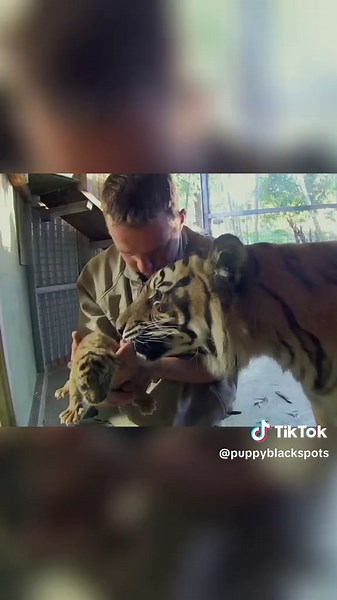Adorable Twin Tiger Cubs Thrive with Their Mom