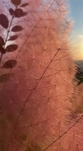 Ruj vlasatá (Cotinus coggygria) 🌫️ Efekt, který nejde přehlédnout