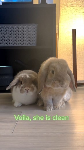 37K views · 1.2K reactions | Got a bunny spa treatment... feeling fresh and clean!  _______________________________________  IG: Itsbunny.jpg   Making the world a little brighter and happier for bunnies   Visit our website for more information. | Happy Bunny Club | Facebook