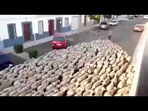 How sheep will follow the shepherd...