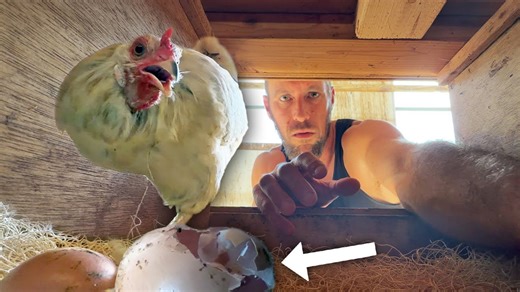 Chickens are eating their eggs (so we set up hidden cameras to catch them)
