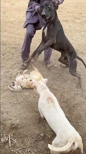 Panga Ho Gya Bully Puppy #short #viral