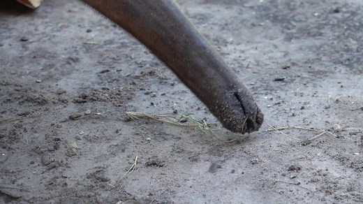 4.4K views · 116 reactions | Anteater Close Up! #stickytongue ....