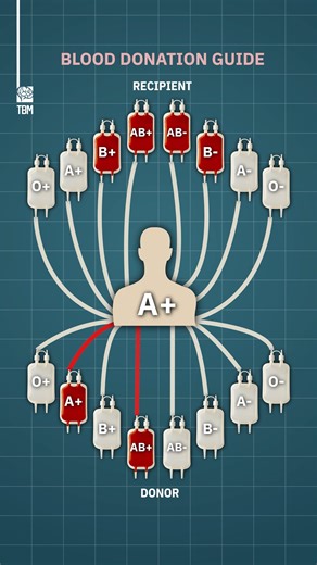 TheBrainMaze on Instagram: "Blood Donation Guide - We re-created this animation to clearly show how blood type compatibility works. The chart highlights who can donate to whom, and who can safely receive blood. It’s important to know this information, as it can save lives in emergencies and ensure safe transfusions."