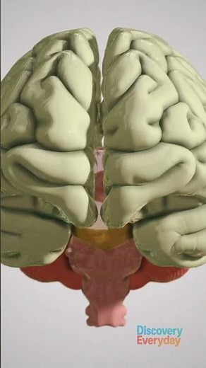 💬 Is stuttering a disease? The truth about this strange communication disorder 🗣️🧠