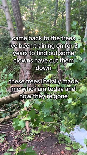 Came Back to My Trees Cut Down — Tree Climbing Loss Explained