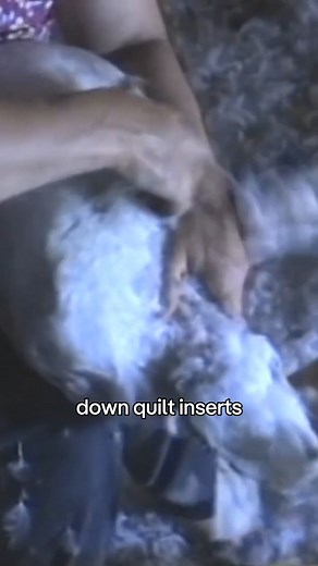 1K views | We will never sell duck or geese down quilt inserts. The...