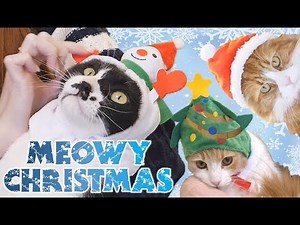 Dressing our cats up for Christmas