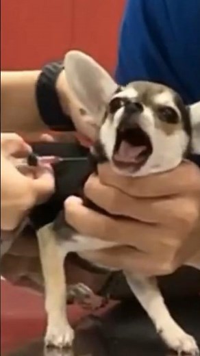 初注射で大絶叫大泣きのチワワがお漏らし