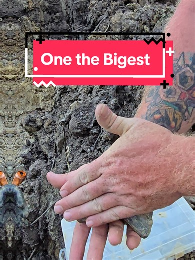 Incredible Megalodon Discovery: A 20-Million-Year-Old Fossil