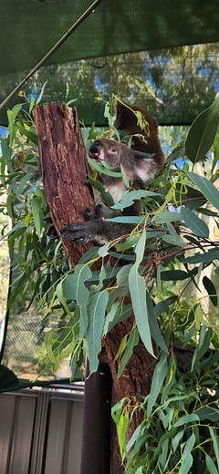 Koalas may not be endemic to WA but they are an iconic Australian native animal, listed as endangered in Qld, NSW and the ACT. 🐨 Get up close and personal with Jarrah and Euca (male) and Kaya (female) for inspirational educational tours now available at WA Wildlife in Bibra Lake. Learn how we can all help Australian native animals, including those in our own backyard, survive threats including urbanisation, habitat loss, climate change and disease. Funds raised from the interactive tours will h