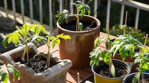 Tomaten auf dem Balkon pflanzen: So gelingt der Anbau im Topf