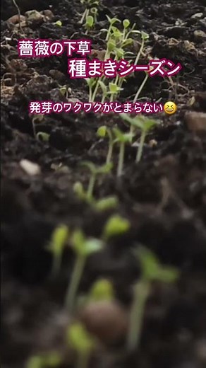 10月バラの下草の種まきシーズン 🌱発芽のワクワクがたまらない！ギリア、オルレア、ジギタリス、バージニアストック、ニゲラ、シノグロッサム、ルピナス、デルフィニウム、オキシペタラムなど沢山まきました。
