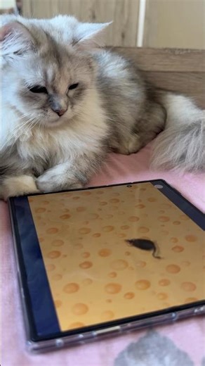 🐱Cat VS Virtual Mouse!🐭📱#cat #cute #viral #shorts #catshorts #pets #youtubeshorts #galaxyzfold7