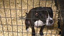 It doesn't cost much to help save a life. Please share this post and donate to our fight against animal cruelty today. | ASPCA