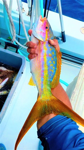 Yellowtail Snapper Colors: Reef Fishing Close-Up