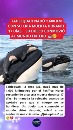 TAHLEQUAH: LA ORCA QUE NADÓ 1.600 KM CON SU CRÍA MUERTA DURANTE 17 DÍAS