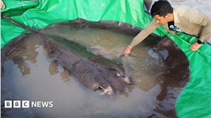 World's largest freshwater fish found in Mekong, scientists say