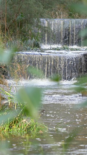Michael Perry Botanic Reserve is Burnside's best kept secret and a wonderful place to explore any time of year. Enjoy the lush trail that loops around Second Creek for a short 1.7 km walk, or extend it even further and follow Second Creek westbound through Willowbridge Reserve, Simpson Reserve, Hubbe Court Reseve, Moorcroft Reserve, Harris Reserve and finally Philps Reserve! | City of Burnside