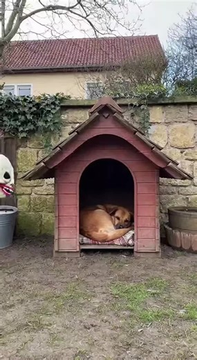Goose in a Mask Scares Sleeping Dog in Doghouse