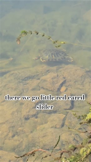 Little red eared slider cruising by #turles #slider #fishingvideo #wildlife #reptiles