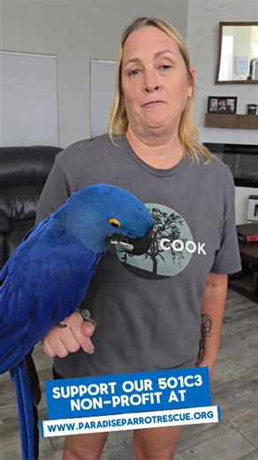 Another AMAZING Hyacinth Adoption here at Paradise Parrot Rescue! Please share this story! And consider supporting us monthly at www.paradiseparrotrescue.org | Paradise Parrot Rescue