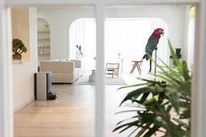 179 reactions | If a parrot makes a mess in your home and you're not...