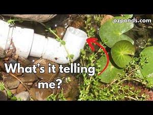 How do you know WHEN to CLEAN a BOG FILTER?