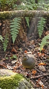 Nature’s Calm Moment: Quail in Green Paradise 🌳