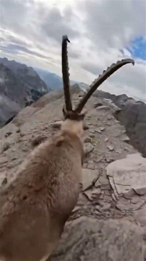 POV: You’re Chasing a Mountain Goat