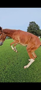 14K views · 250 reactions | Jolene's first hobble training session....