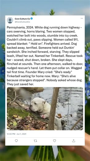 The Day He Almost Faded Away#BeforeAndAfter #SurvivorDog