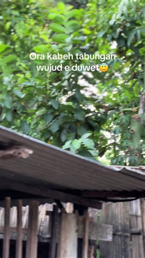 Kambing Kacang Peternak Muda