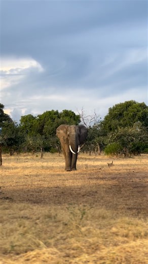 A lone elephant bull taking a stroll across the dry lands of Zebra Vlei 🐘. #vunducamp #littlevunducamp #bushlifesafaris #manapoolsnationalpark #zimbabwe #africa #wildlife #wildlifephotography #safari #africansafari #elephant #elephants | Bushlife Safaris - Vundu Camp