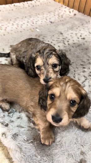 These little guys are too cute ! Down Home Okie Dachshunds ( Facebook) 💙💙🐾💙💙 #puppy