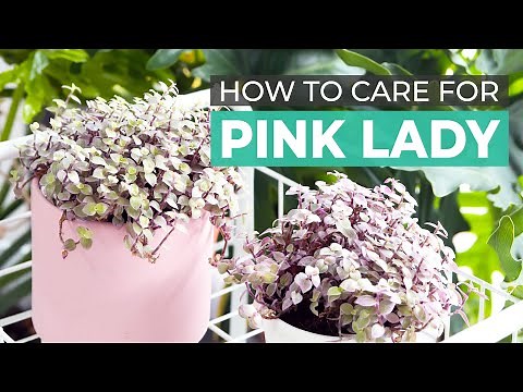 BEST TIPS | HOW TO CARE FOR PINK LADY CALLISIA REPENS (TURLE VINE)