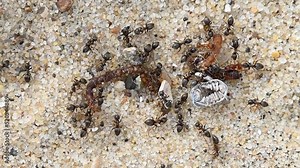 Black garden ants attacking and devouring an earthworm