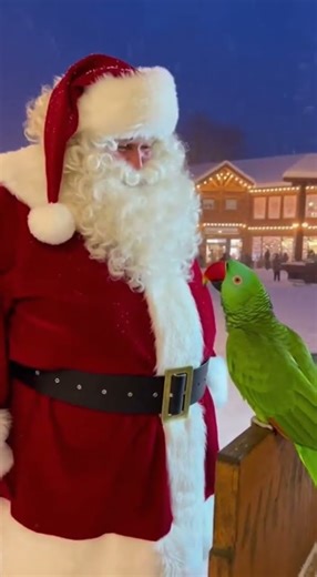 Funny talking parrot vs USA Santa Claus | #talkingparot #christmas #nonstoptalkingparrot #funny