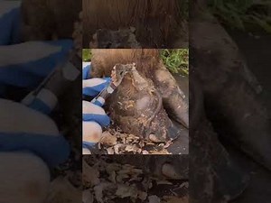 Satisfying Hoof Cleaning: A Deep Dive into Hoof Care