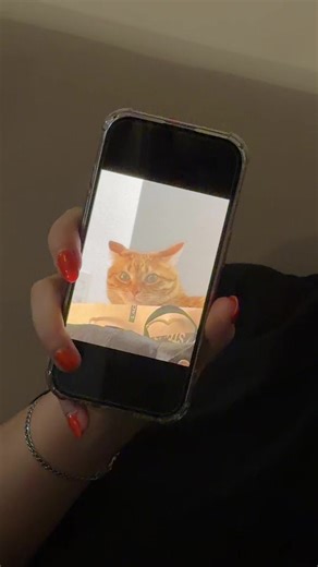 #chimi #gatonaranja | chimi